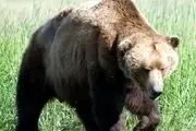 ورود ترسناک خرس گرسنه به آشپزخانه! + فیلم
