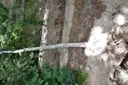 درخت عجیبی که در بدن این مرد رشد کرده است/ عکس