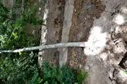 درخت عجیبی که در بدن این مرد رشد کرده است/ عکس