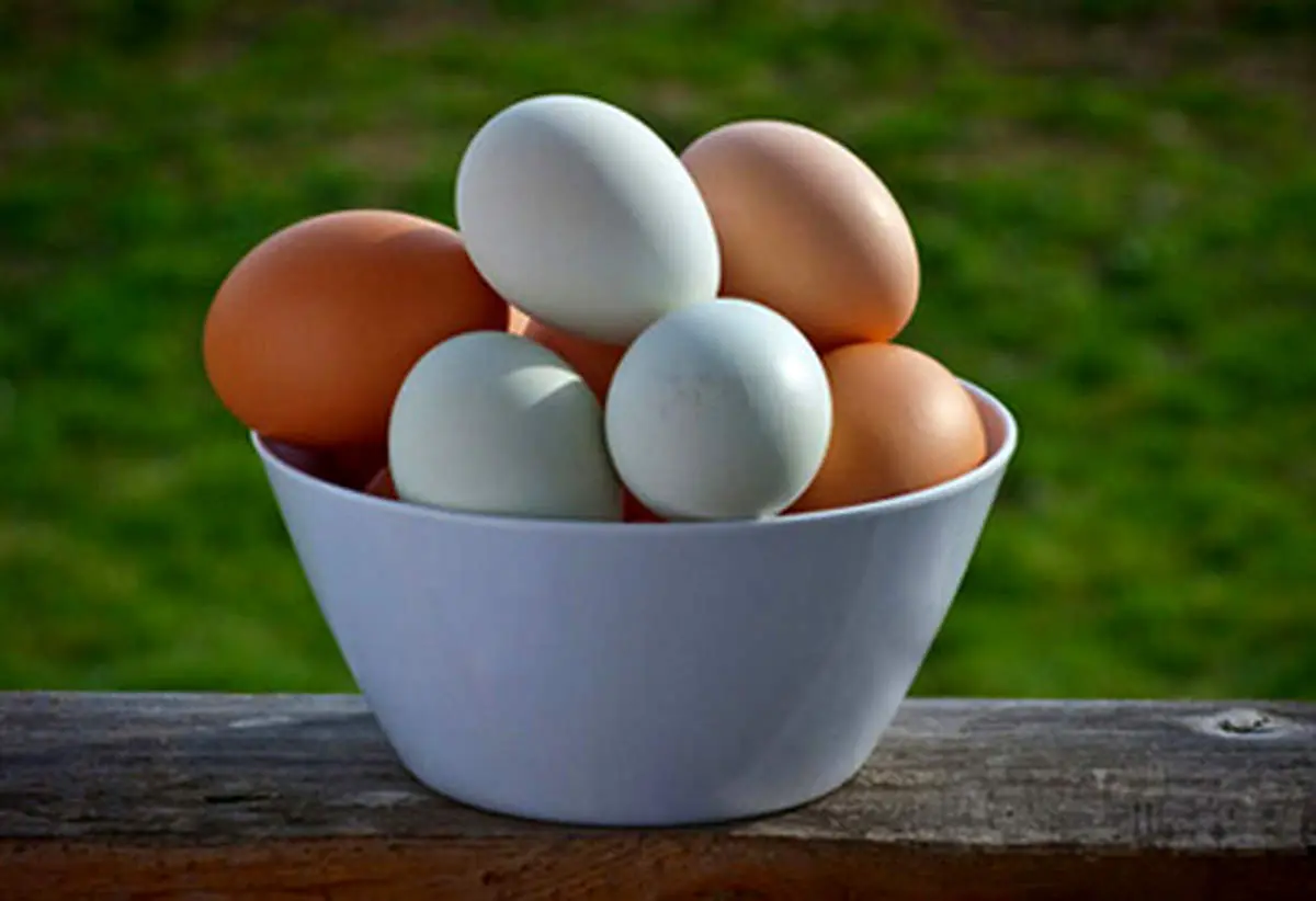این پسر چندتا تخم می‌گذارد!+عکس