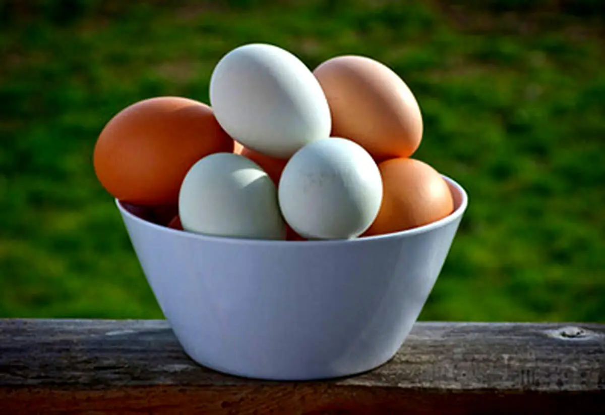 این پسر چندتا تخم می‌گذارد!+عکس