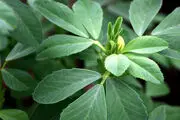 شنبلیله گیاهی عالی برای درمان دیابت
