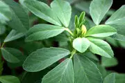 شنبلیله گیاهی عالی برای درمان دیابت
