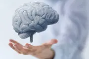 اتفاق شوکه کننده برای مغز پرورش‌یافته در آزمایشگاه که چشم درآورد! +عکس
