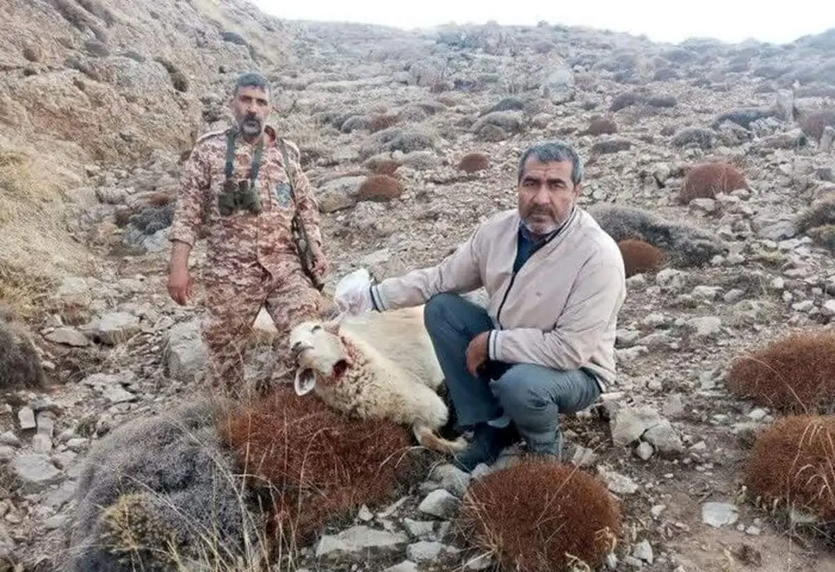 این گرگ، ۴۲ گوسفند را در این نقطه ایران درید!