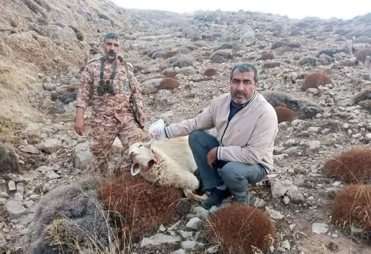 این گرگ، ۴۲ گوسفند را در این نقطه ایران درید!