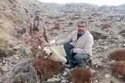 این گرگ، ۴۲ گوسفند را در این نقطه ایران درید!