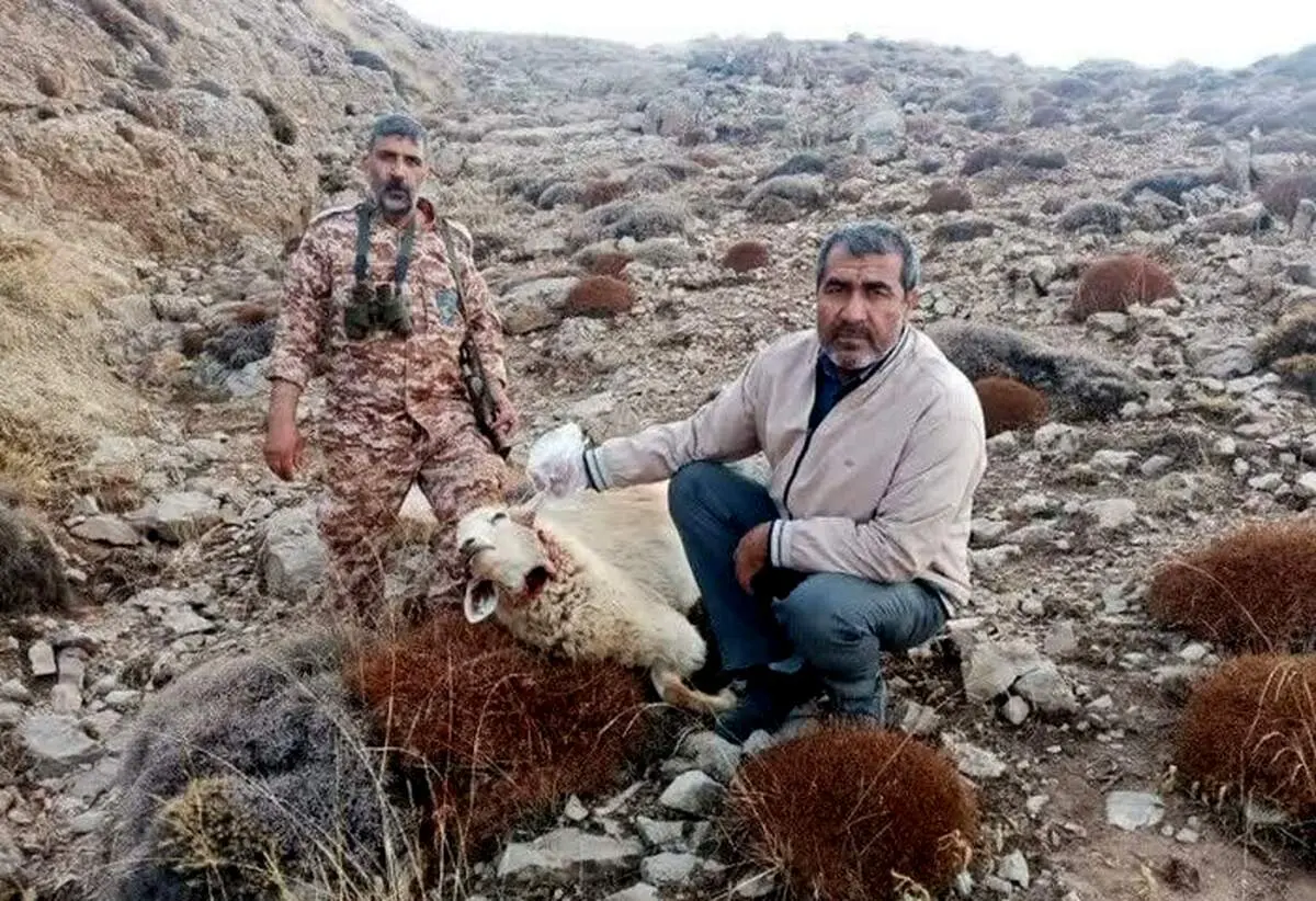 این گرگ، ۴۲ گوسفند را در این نقطه ایران درید!