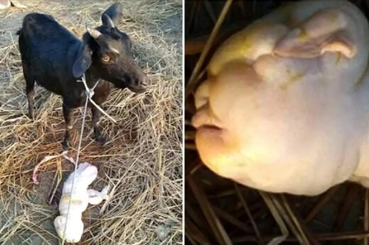 بزی که در زایمان جنجالیاش یک انسان زایید!