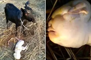 بزی که در زایمان جنجالی‌اش یک انسان زایید!