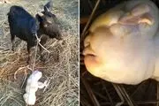 بزی که در زایمان جنجالی‌اش یک انسان زایید!