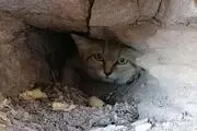 وحشتناک ترین گربه عجیب الخلقه جهان را ببینید+ عکس