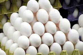 قیمت تخم مرغ باز هم کاهش یافت