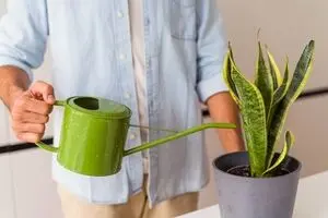  علت زرد شدن  گیاه آپارتمانی سانسوریا؛ راه حلش چیست؟