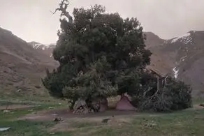 راز انی درخت ترسناکی که دایما از آن خون می چکد کشف شد/ عکس