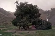 راز انی درخت ترسناکی که دایما از آن خون می چکد کشف شد/ عکس
