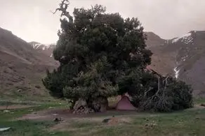 راز انی درخت ترسناکی که دایما از آن خون می چکد کشف شد/ عکس