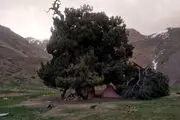 شگفت انگیزترین درخت دنیا که 40 نوع میوه میدهد+عکس