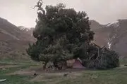 راز انی درخت ترسناکی که دایما از آن خون می چکد کشف شد/ عکس