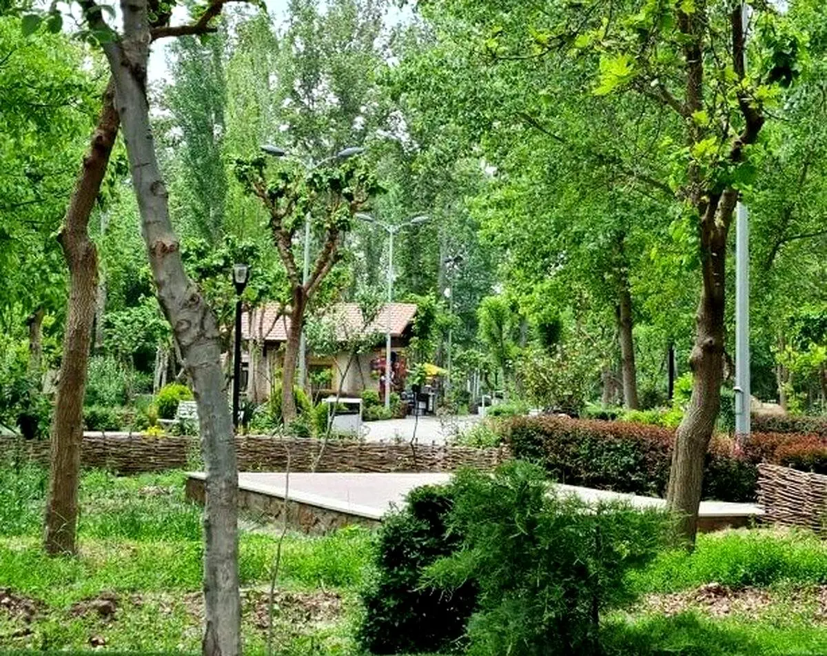 پرنده عجیب ایرانی که نامرئی می شود/ عکس