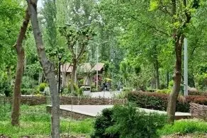  لباس های عجیبی که شهرداری مشهد تن درختان کرد+ عکس