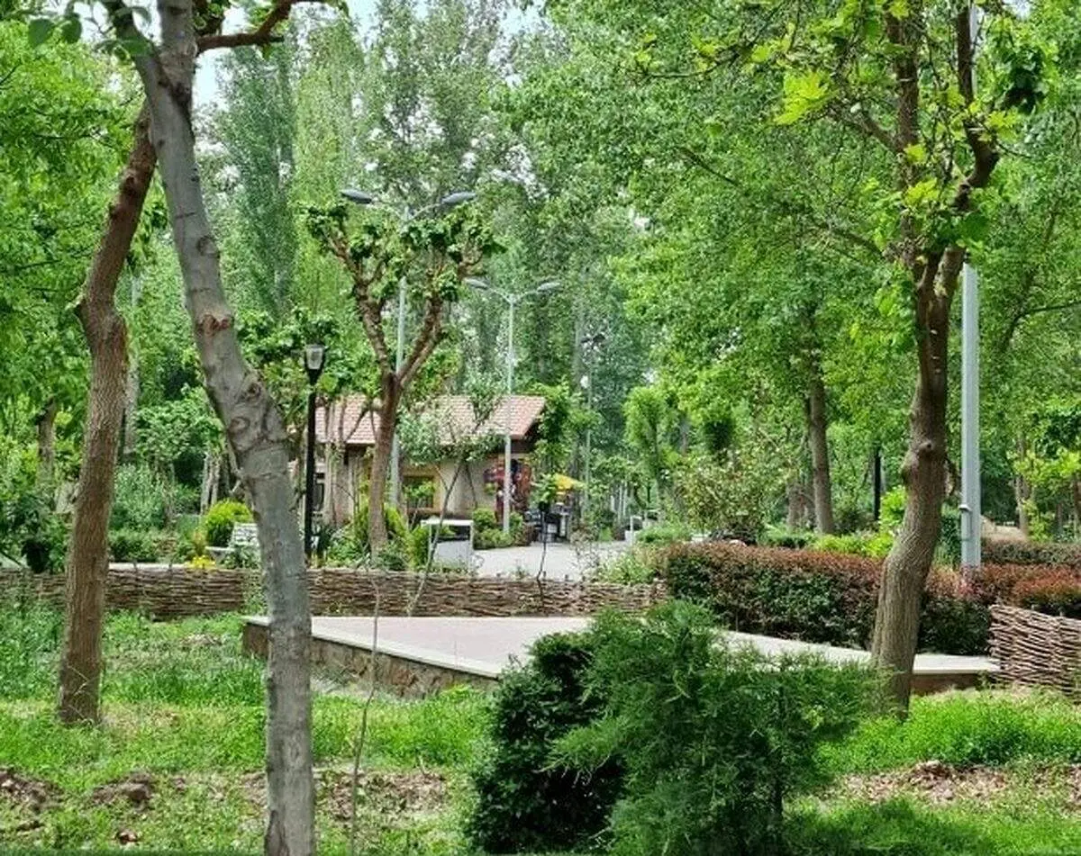  لباس های عجیبی که شهرداری مشهد تن درختان کرد+ عکس