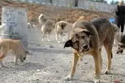 عکس لو رفته از اقدام ناجور و خجالت آور این مرد بعد ازدواج با یک سگ/ عکس