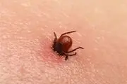 افزایش تعداد مبتلایان به تب کریمه کنگو