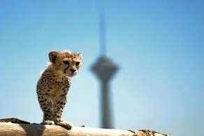 پیروز به توران می‎رود؟