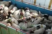 خرید تضمینی گوشت قرمز، مرغ و تخم مرغ سرعت می‌گیرد/صادرات مازاد دام