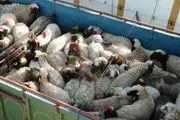 خرید تضمینی گوشت قرمز، مرغ و تخم مرغ سرعت می‌گیرد/صادرات مازاد دام