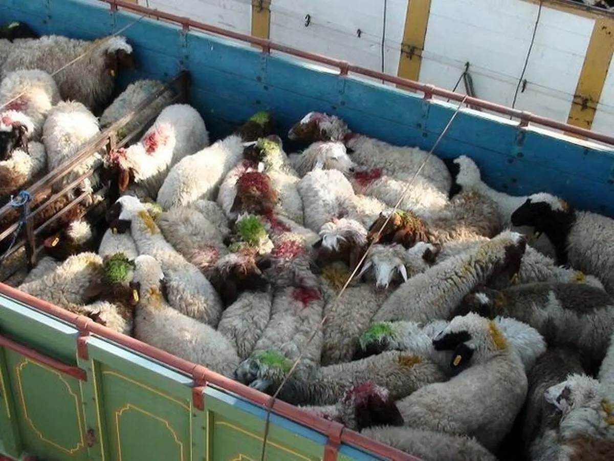 خرید تضمینی گوشت قرمز، مرغ و تخم مرغ سرعت میگیرد/صادرات مازاد دام