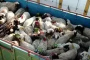 خرید تضمینی گوشت قرمز، مرغ و تخم مرغ سرعت می‌گیرد/صادرات مازاد دام