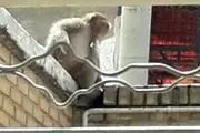 کشف یک میمون در مهرشهر کرج/ ماجرا چه بود؟