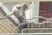 کشف یک میمون در مهرشهر کرج/ ماجرا چه بود؟