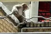 کشف یک میمون در مهرشهر کرج/ ماجرا چه بود؟
