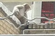 کشف یک میمون در مهرشهر کرج/ ماجرا چه بود؟