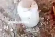 آمار وحشتناک از تلف شدن ماهی در سیل الیگودرز