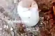 آمار وحشتناک از تلف شدن ماهی در سیل الیگودرز