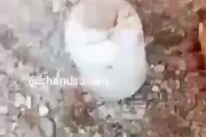 آمار وحشتناک از تلف شدن ماهی در سیل الیگودرز