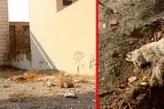  جنجال جدید قاتل سریالی گربه‌ها در تهران+ دوباره ماجرا شروع شد!