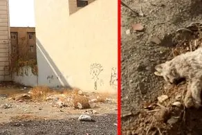  جنجال جدید قاتل سریالی گربه‌ها در تهران+ دوباره ماجرا شروع شد!