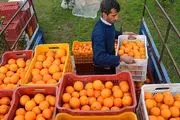 پرتقال، شب عید ۱۴۰۰ چند؟