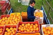 فشار خون خود را با این آب میوه پرطرفدار کاهش دهید