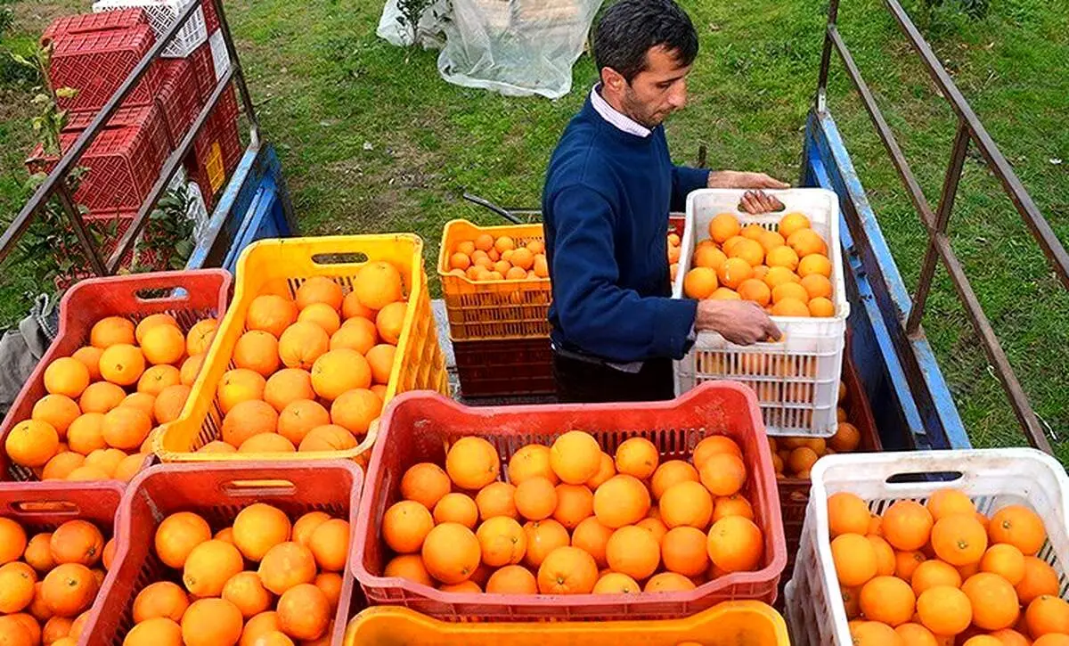 پرتقال، شب عید ۱۴۰۰ چند؟
