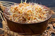  زمان قطعی پرداخت مطالبات گندمکاران اعلام شد