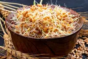 زمان قطعی پرداخت مطالبات گندمکاران اعلام شد