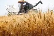 گندمکاران بخوانند/ قیمت واقعی گندم اعلام شد