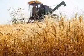 قیمت پایه خرید تضمینی گندم در سال ۱۴۰۳ اعلام شد