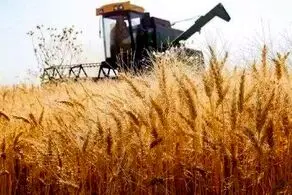 خبر مهم دولت درباره خرید تضمینی گندم ۱۴۰۳